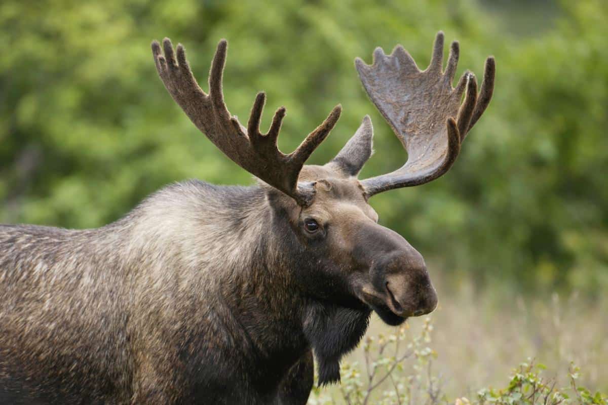 Are There Moose in Pennsylvania? Animals We Like