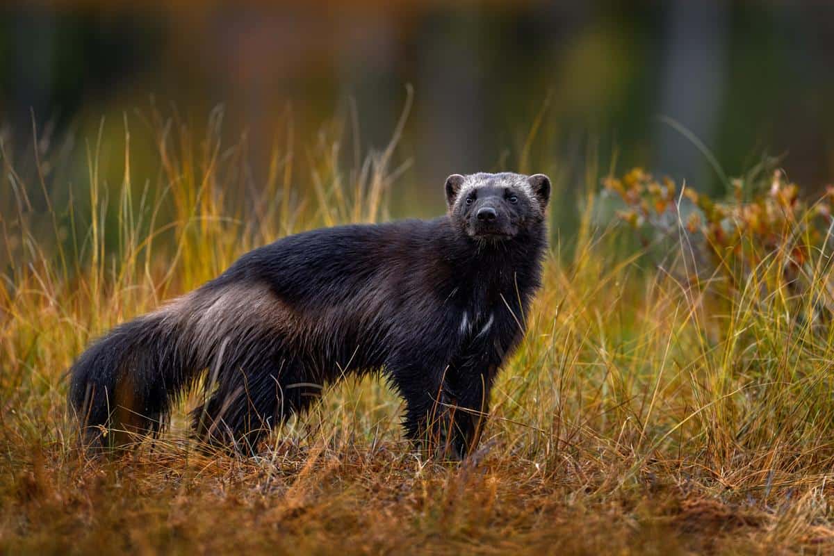Can You Eat Wolverines? Animals We Like